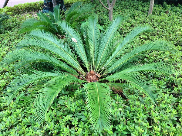 【分类地位】植物界 裸子植物门 苏铁纲 苏铁目 苏铁科 苏铁属